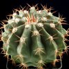 Melocactus_guaricensis